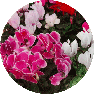 cyclamen