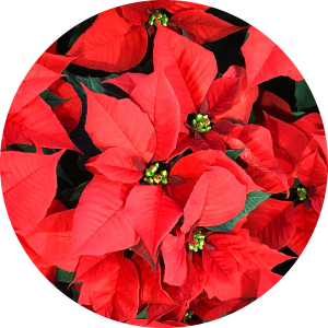 Poinsettia